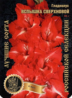 Гладиолус Вспышка Сверхновой 555,Фотин 1 р-р 1шт (Ф)