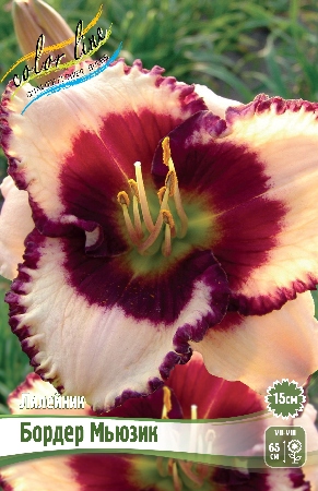 Лилейник Бордер Мьюзик 1шт (Колорлайн)