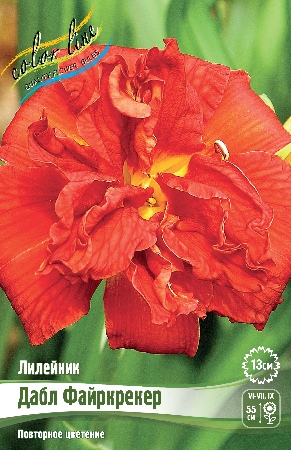 Лилейник Дабл Файркрекер 1шт (Колорлайн)