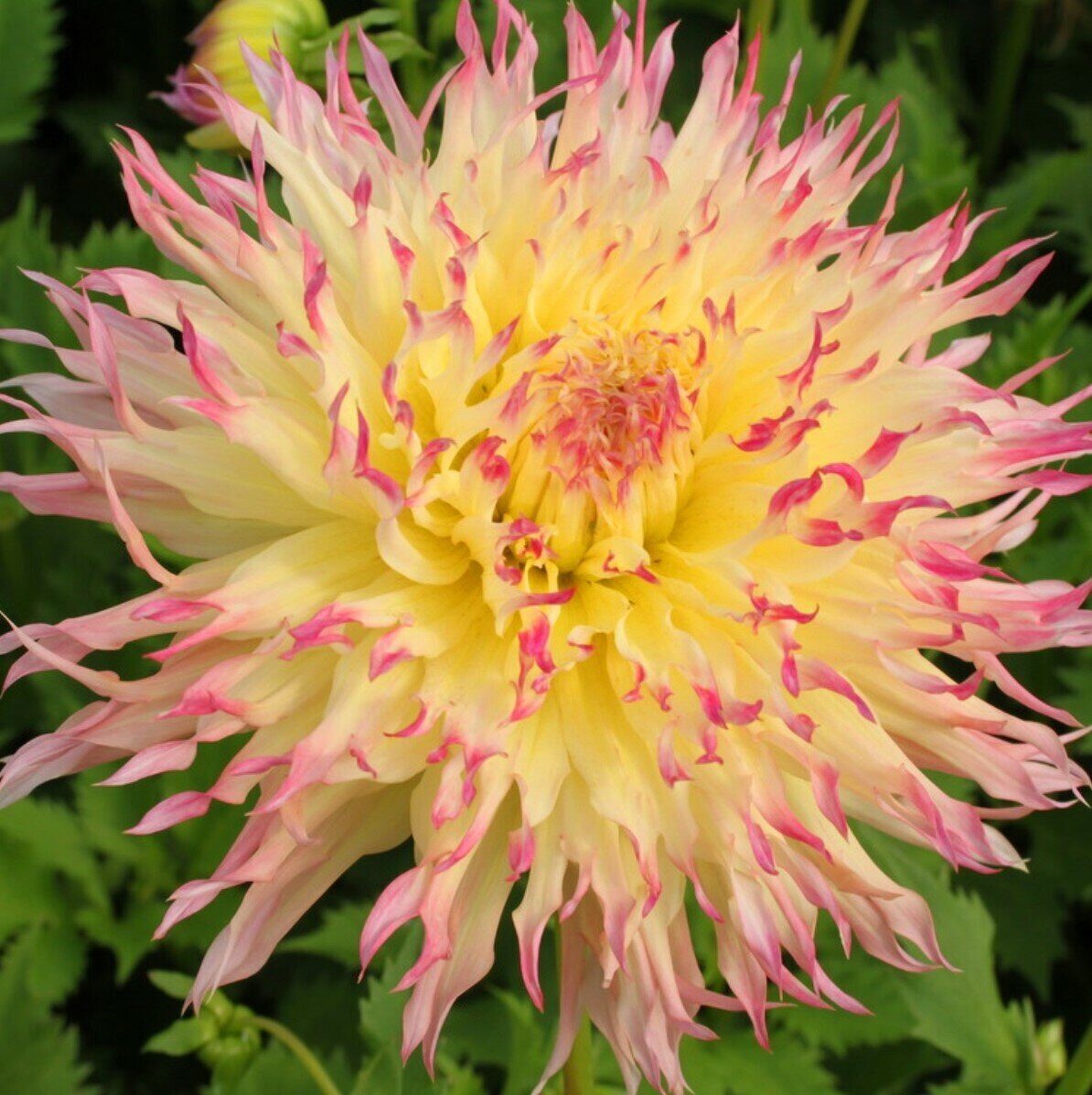 Георгина Холлихил Котто Кэнди 1шт (Колорлайн)