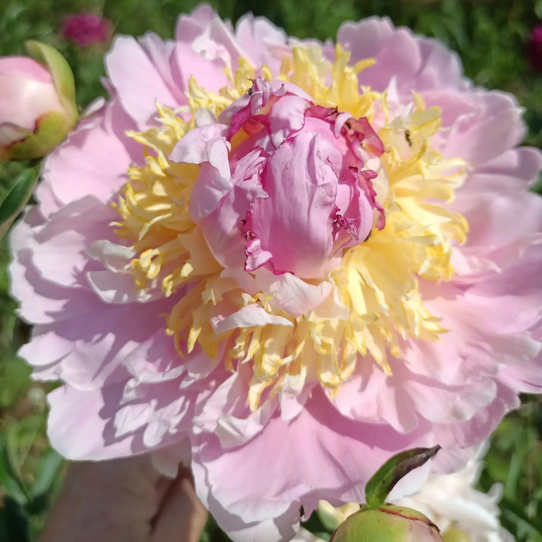 Пион Лавон 2/3 1шт (Поиск)