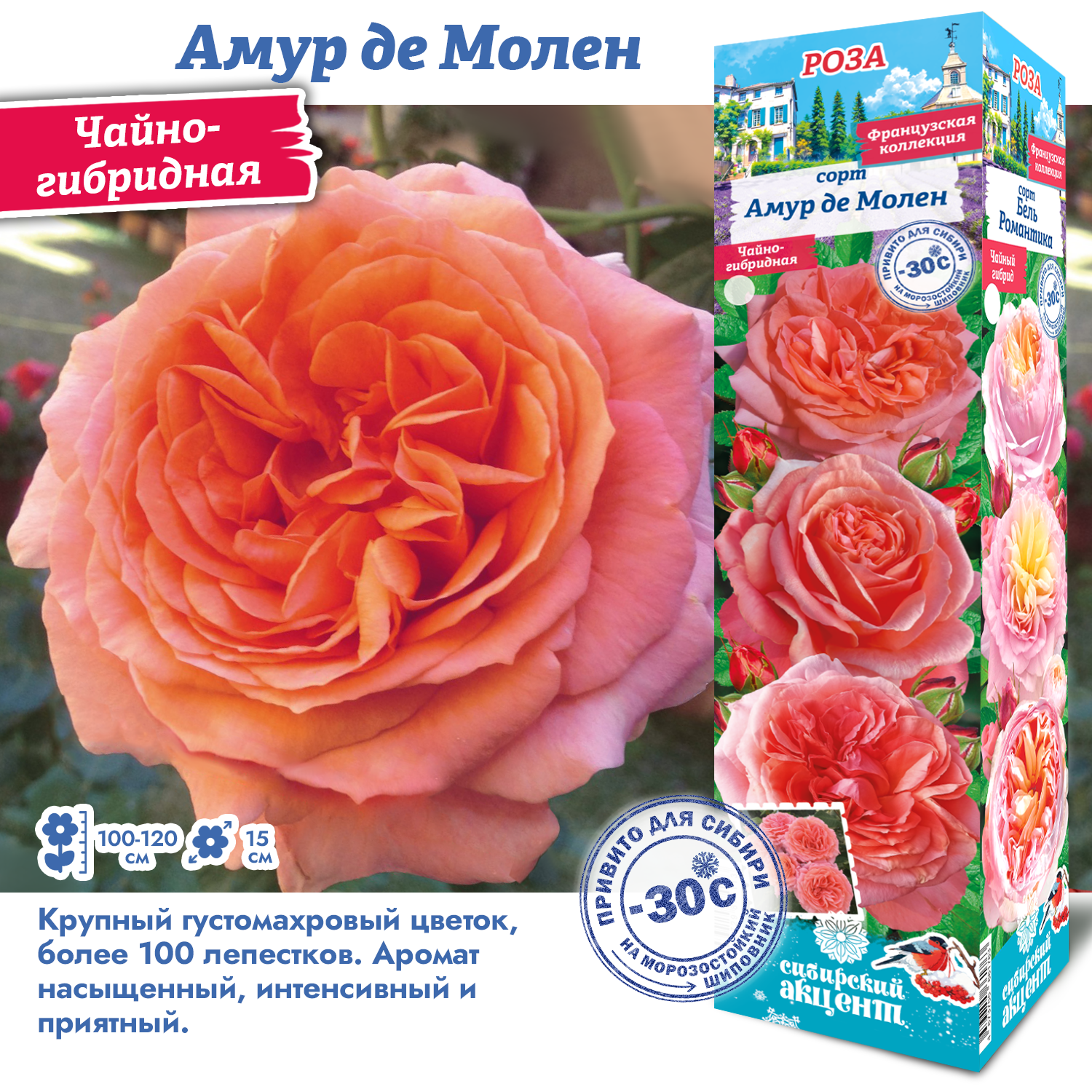 Роза Амур де Молен (Чайно-гибридная) 1шт (Сиб сад)