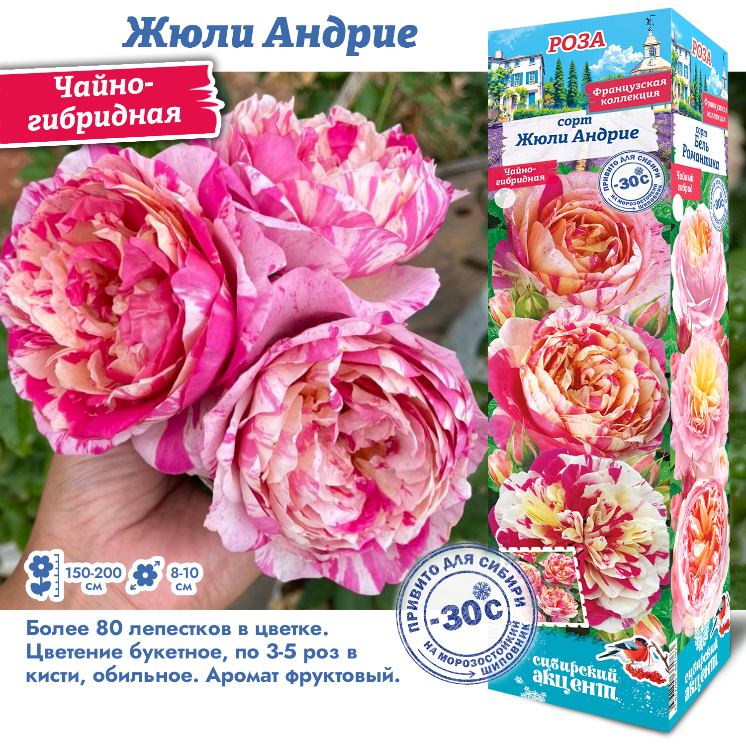 Роза Жюли Андрие (Чайно-гибридная) 1шт (Сиб сад)