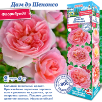 Роза Дам дэ Шенонсо (Флорибунда) 1шт (Сиб сад)