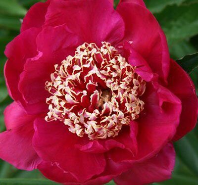 Пион Баррингтон Бель 2/3 1шт (Поиск)