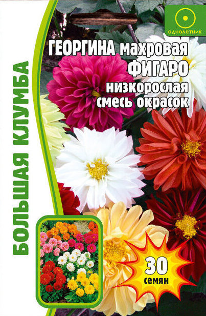 Георгина Фигаро F1 желтая однолетник 5шт (Ред.сем)