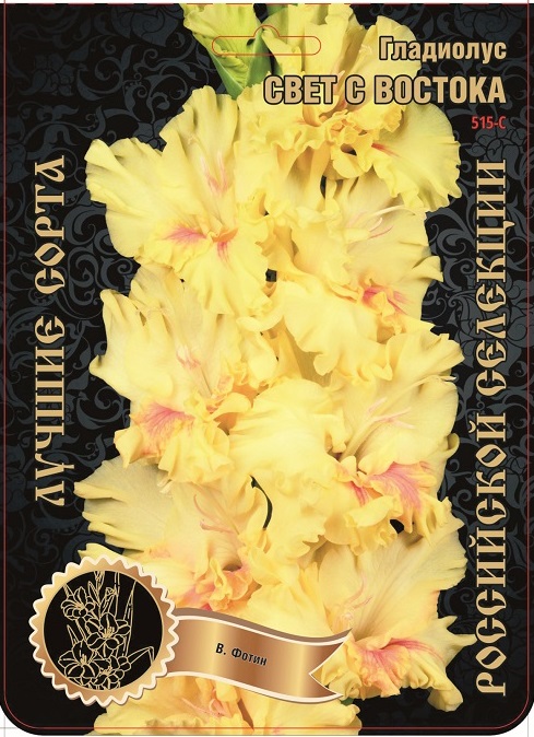 Гладиолус Свет с Востока 515,Фотин 1 р-р 1шт (Ф)