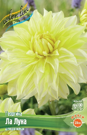 Георгина Ла Луна 1шт (Колорлайн)