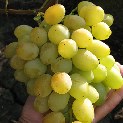 Виноград Супер-Экстра (коробка) 1шт (Поиск)