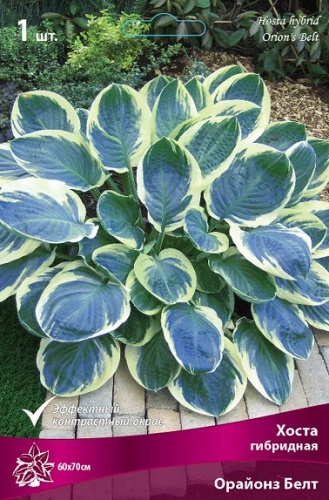 Хоста Орайонз Белт 1шт (Поиск)