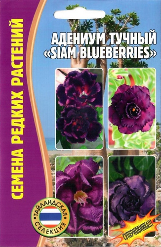 Адениум тучный Siam Blueberries 3шт (Ред.Сем)