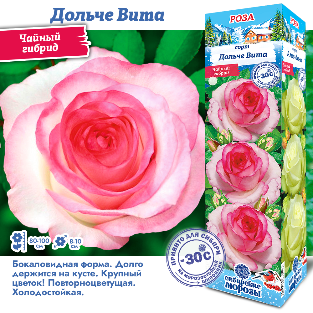 Роза Дольче Вита (Чайно-гибридная) 1шт (Сиб сад)