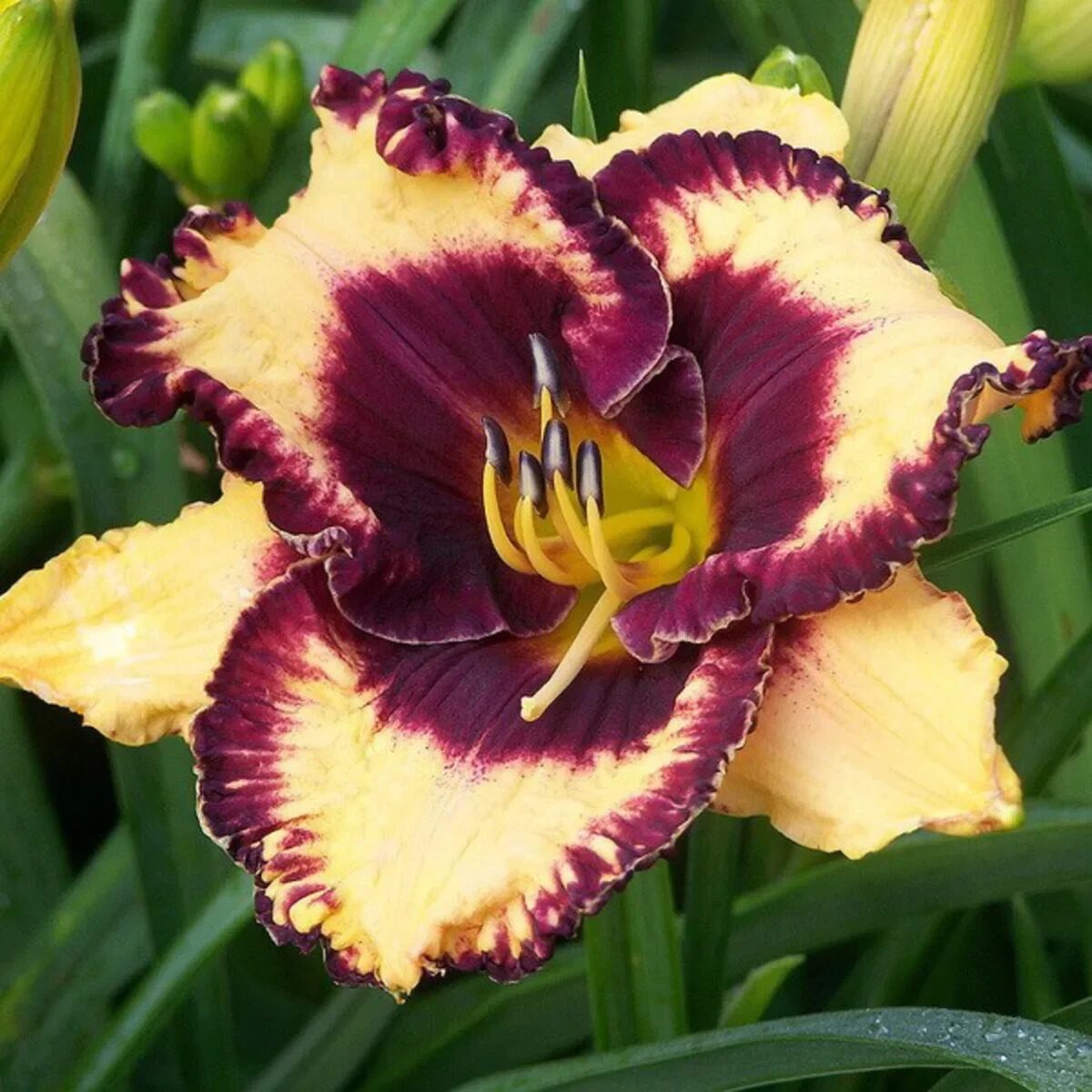 Лилейник Опен Май Айс 1шт (Поиск)