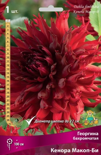 Георгина Кенора Макоп-Би 1шт (Поиск)