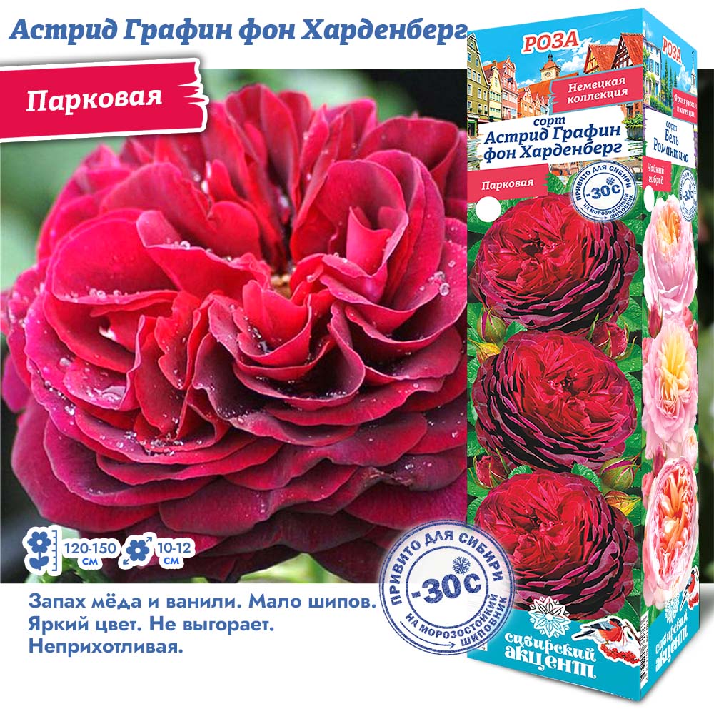 Роза Астрид Графин фон Харденберг (Парковая) 1шт (Сиб сад)