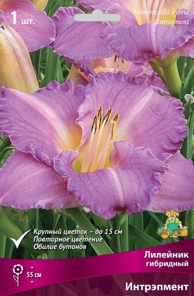 Лилейник Интрэпмент 1шт (Поиск)