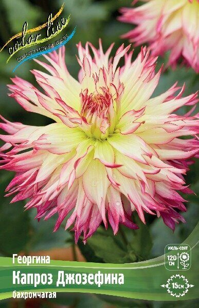 Георгина Капроз Джозефина 1шт (Колорлайн)