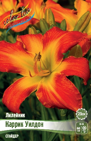 Лилейник Каррик Уилдон 1шт (Колорлайн)
