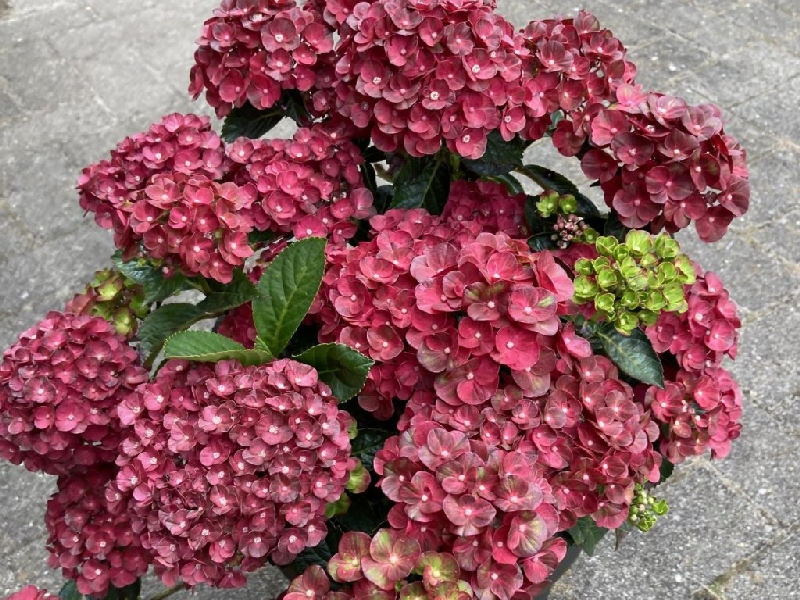 Гортензия Ребелион Фисташио Лов (Крупнолистовая) (контейнер Р12) 1шт (Колорлайн)