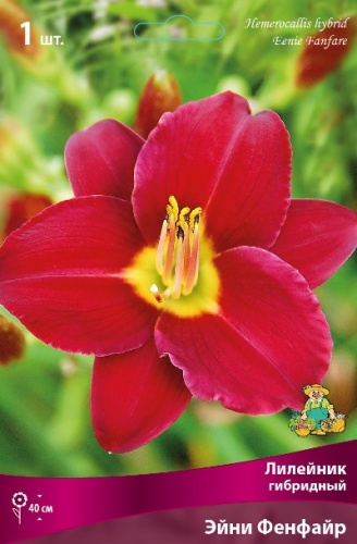 Лилейник Эйни Фенфайр 1шт (Поиск)
