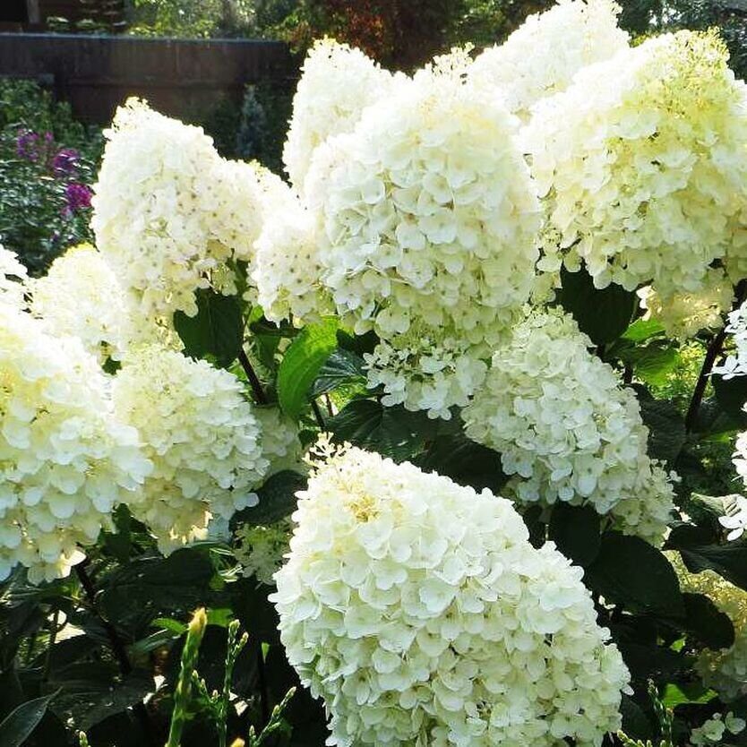 Гортензия Сильвер Доллар (Метельчатая) 1шт (Поиск)