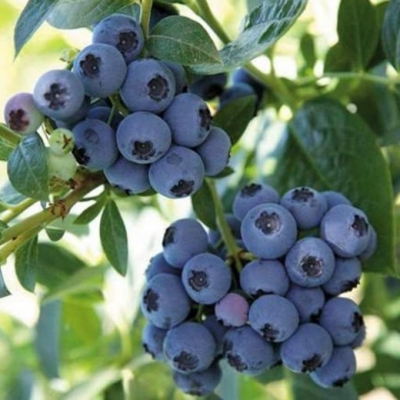 Голубика Река (коробка) 1шт (Поиск)