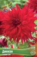 Георгина Джексон 1шт (Колорлайн)