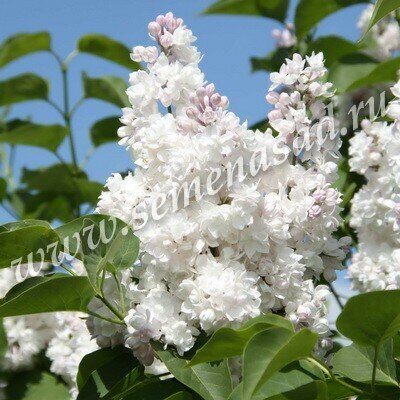 Сирень Красавица Москвы 1шт (Поиск)