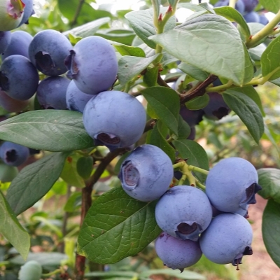 Голубика Блюголд (коробка) 1шт (Поиск)