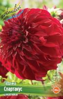 Георгина Спартакус 1шт (Колорлайн)