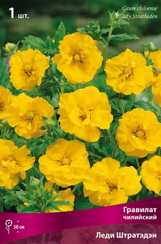 Гравилат Леди Штратэдэн 1шт (Поиск)