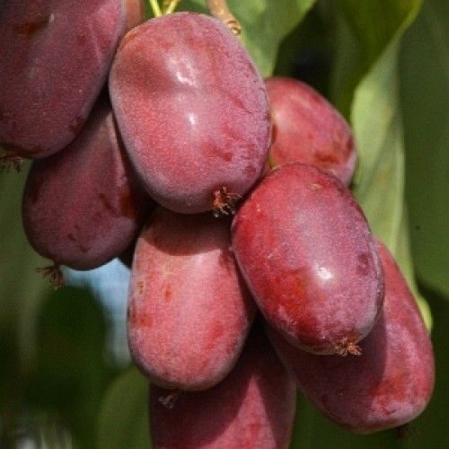 Актинидия Пурпурна Садова (женская) аргута (коробка) 1шт (Поиск)