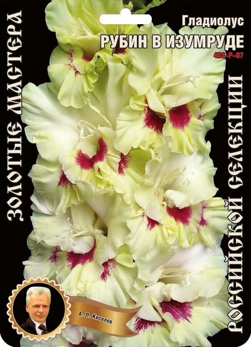 Гладиолус Рубин в изумруде 403,Киселев Экстра 1шт (Ф)