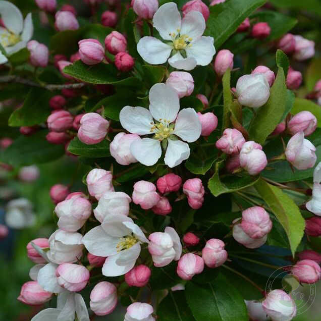 Яблоня Винтер Голд декоративная 1шт (Поиск)