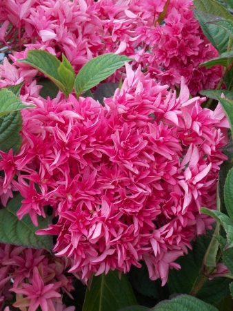 Гортензия Принцесса Диана (Крупнолистовая) (контейнер Р9) 1шт (Колорлайн)