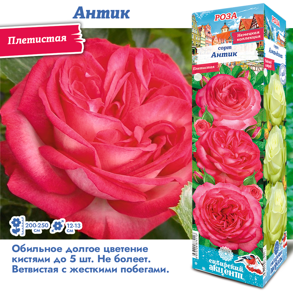 Роза Антик (Плетистая) 1шт (Сиб сад)