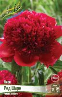 Пион Ред Шарм 2/3 1шт (Колорлайн)
