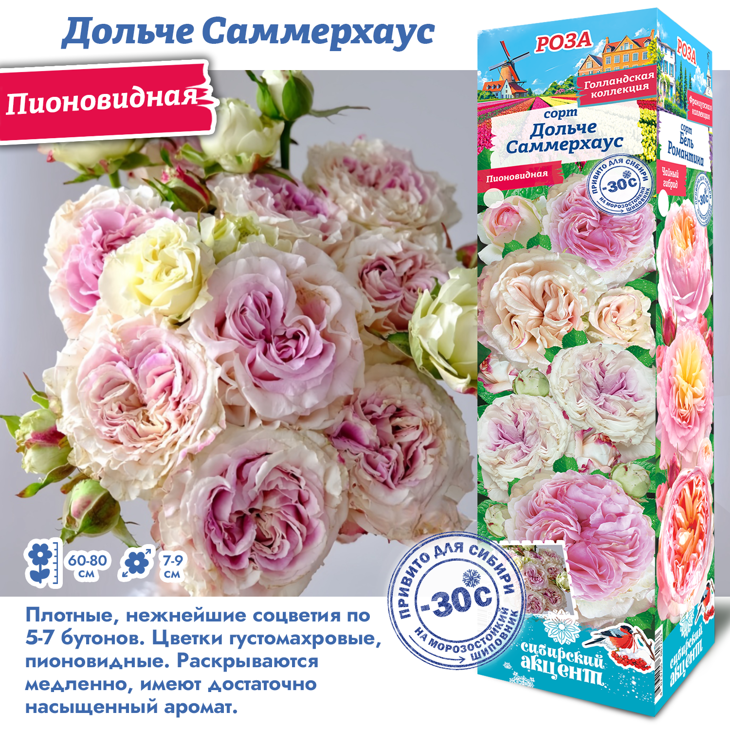 Роза Дольче Саммерхаус (Пионовидная) 1шт (Сиб сад)