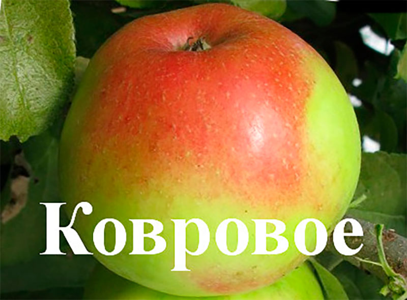 Яблоня Ковровое 50-60см 2-3л 1шт