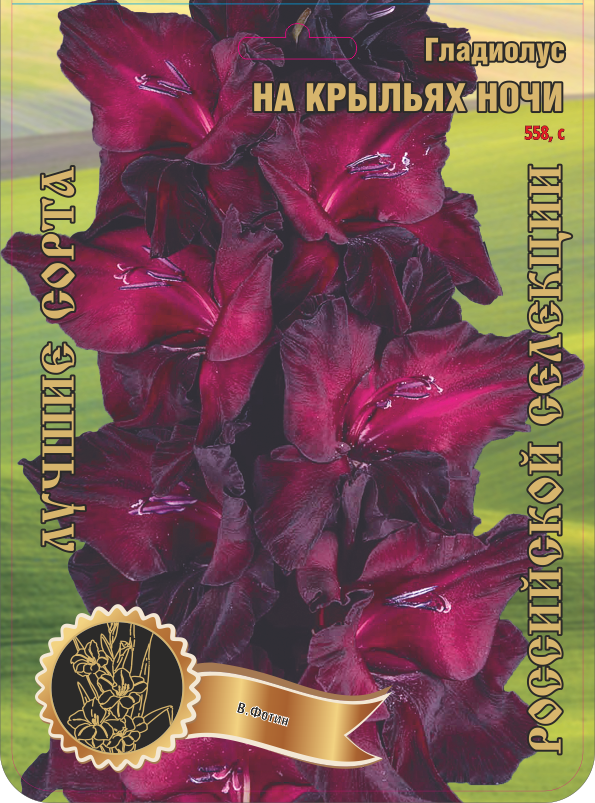 Гладиолус На Крыльях Ночи 558,Фотин 2 р-р 1шт (Ф)