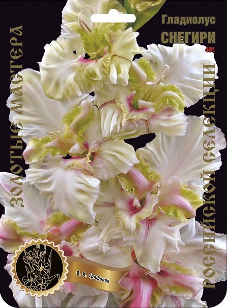 Гладиолус Снегири 401,Трифонов 1 р-р 1шт (Ф)