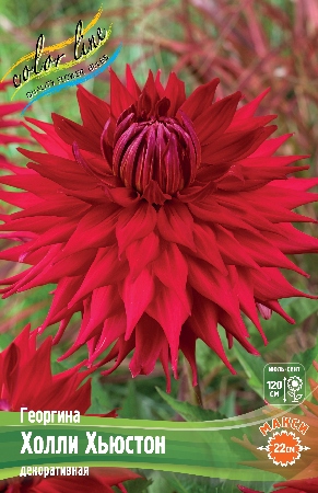 Георгина Холли Хьюстон 1шт (Колорлайн)