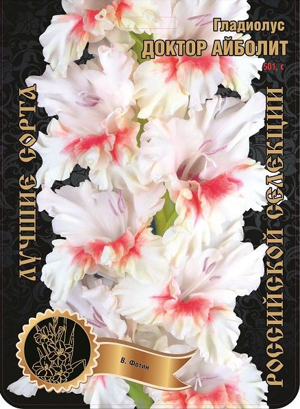 Гладиолус Доктор Айболит 501,Фотин 1 р-р 1шт (Ф)