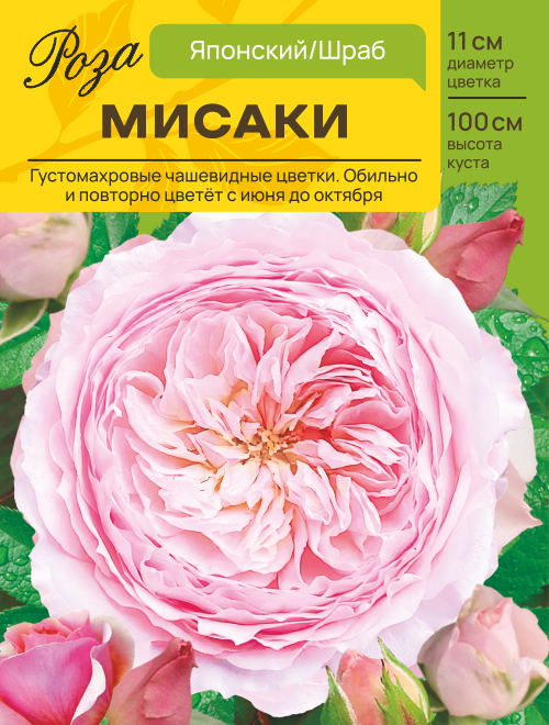 Роза Мисаки (Японский/Шраб) С ЦВ.НАКЛЕЙКОЙ 1шт (Сиб сад)