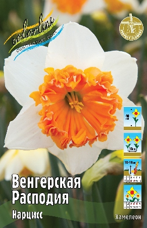 Нарцисс Венгерская Расподия 12/14 3шт (Колорлайн)