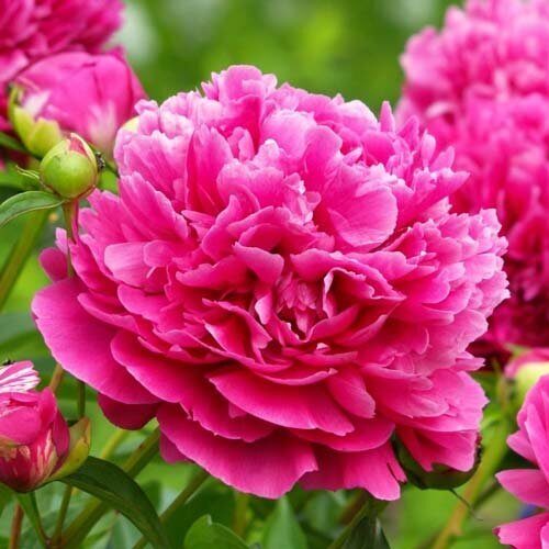 Пион Карл Розенфельд 2/3 1шт (Поиск)