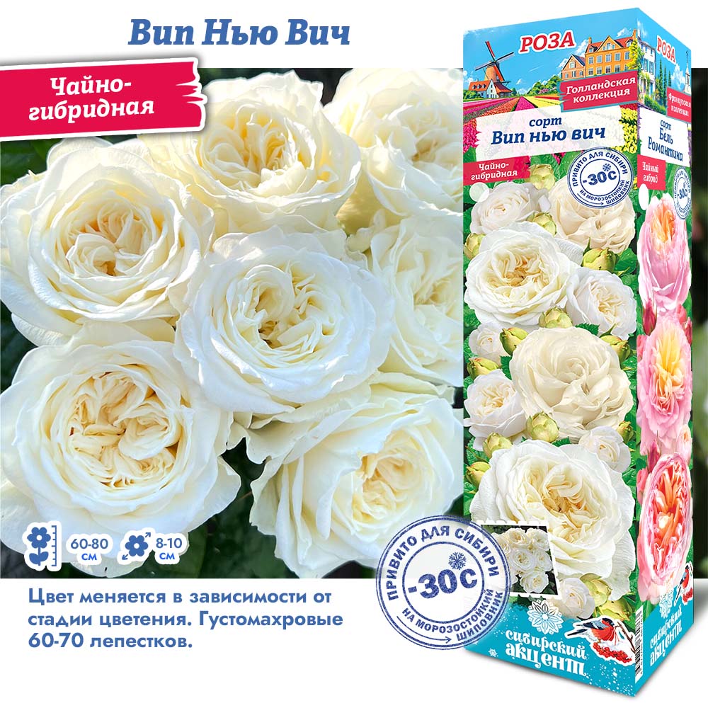 Роза Вип Нью Вич (Чайно-гибридная) 1шт (Сиб сад)