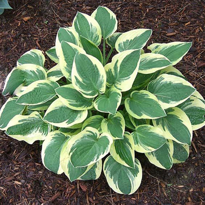 Хоста Мама Мия 1шт (Поиск)