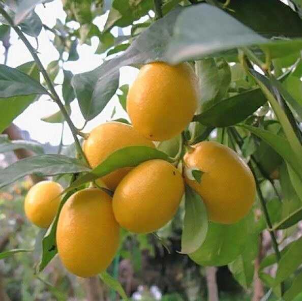 Цитрус Лаймкват Лейкленд (Комнатное растение) 1шт (Поиск)