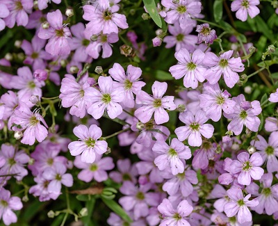 Гипсофила Розея 1шт (Поиск)